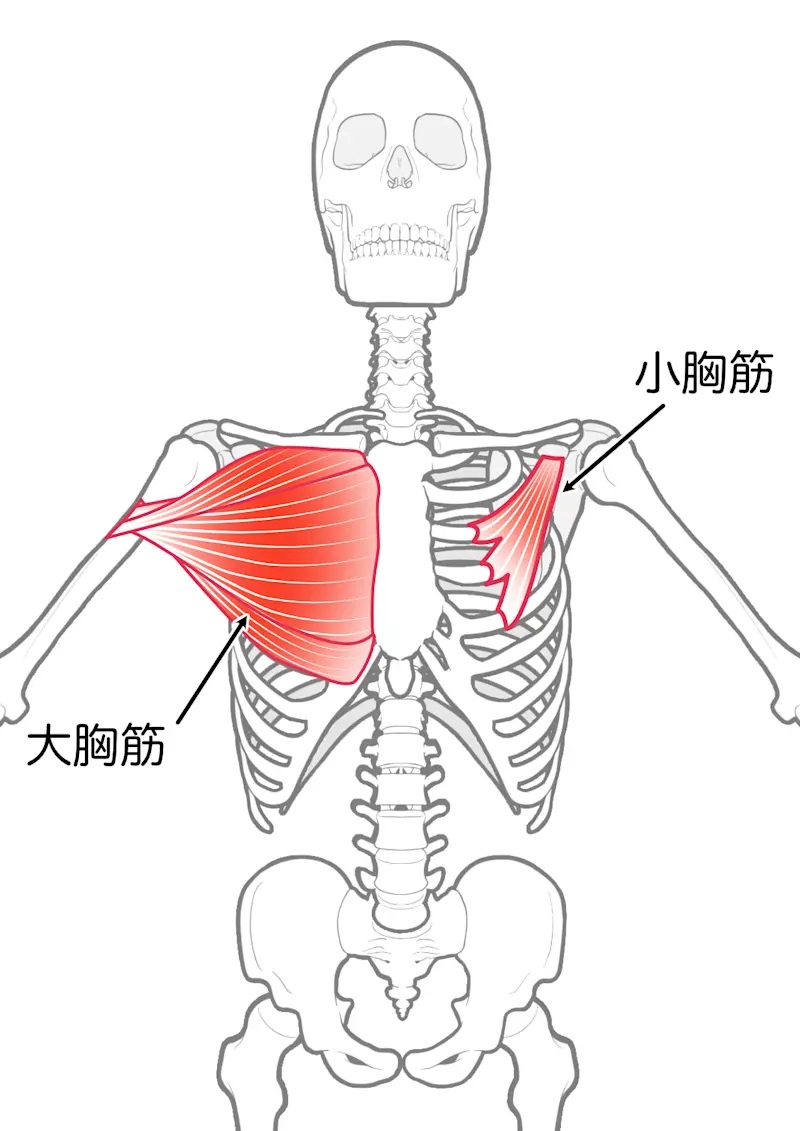 胸筋 胸筋
