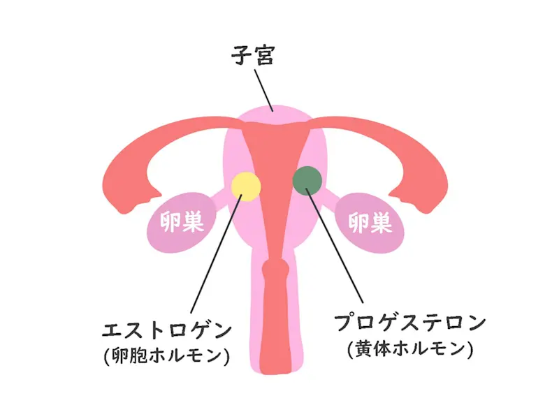 女性ホルモン 女性ホルモン