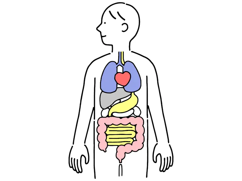 内臓イラスト 内臓イラスト