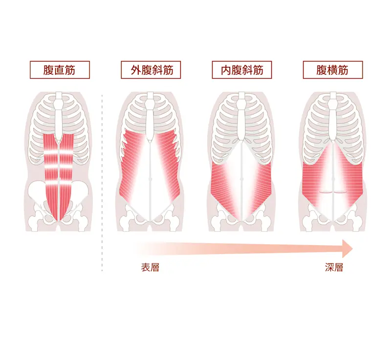 腹筋群 腹筋群