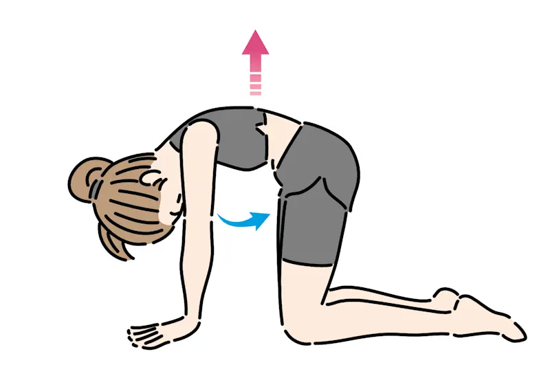 キャット&カウ キャット&カウ