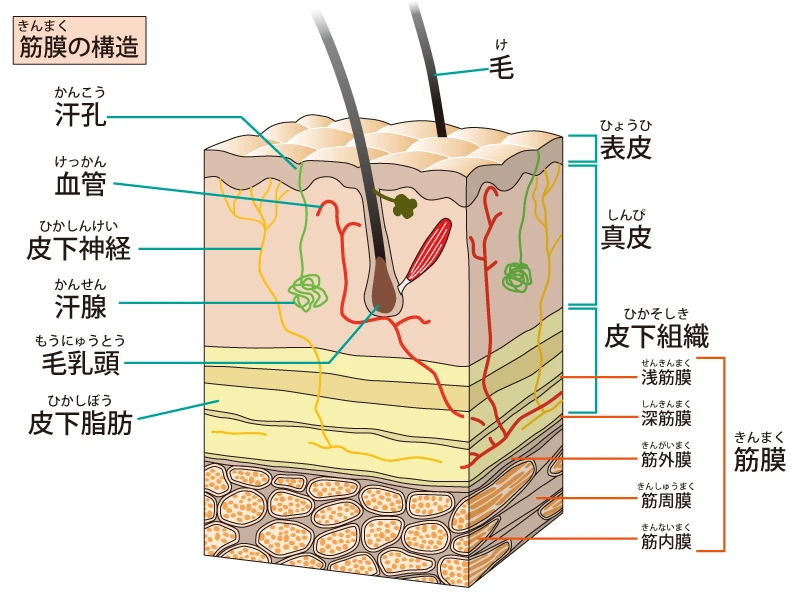 筋膜