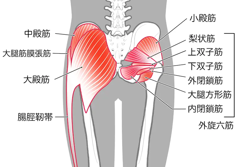 殿筋イラスト 殿筋イラスト