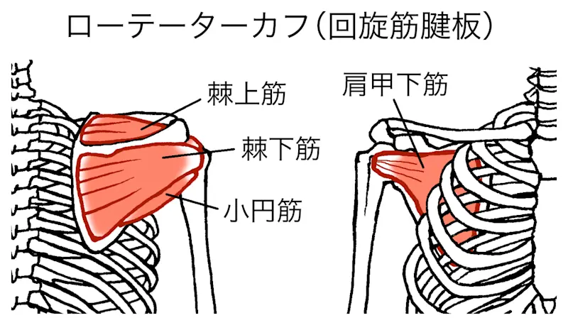 ローテーターカフ