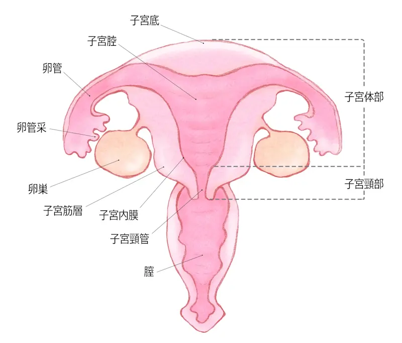 子宮イラスト