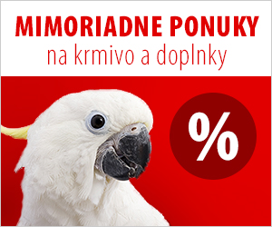 indonézske Teen Sex