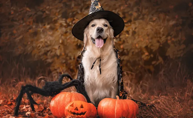 Halloween Candy and Dogs: What Candy Is Safe and What Is Not?
