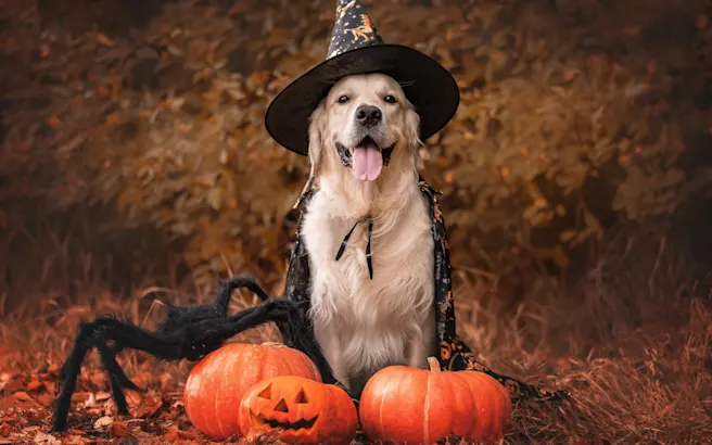Halloween Candy and Dogs: What Candy Is Safe and What Is Not?