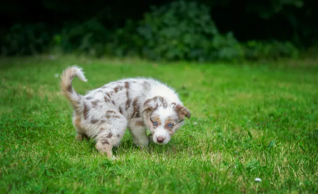 Dog UTI Treatment and How to Spot the Signs Early