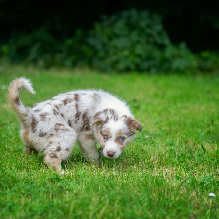 Dog UTI Treatment and How to Spot the Signs Early