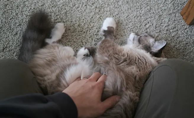 Cat Constipation: Home Relief & When to See a Vet | Petfolk