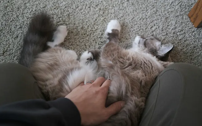 Cat Constipation: Home Relief & When to See a Vet | Petfolk