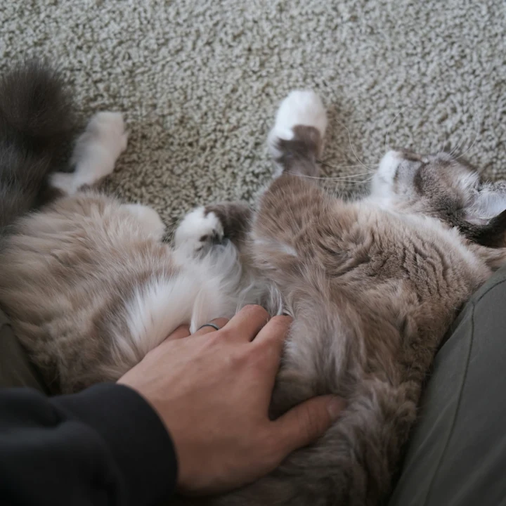 Cat Constipation: Home Relief & When to See a Vet | Petfolk