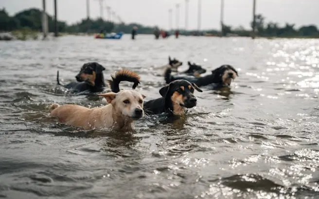 Preparing Your Emergency Pet Plan: A Comprehensive Guide