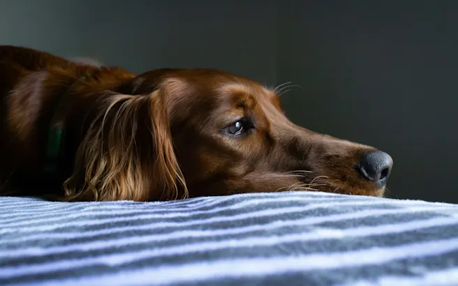 Signs of Cancer in Dogs