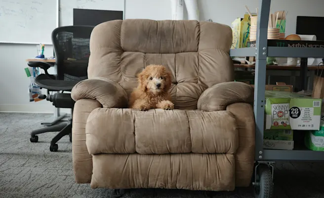 Dog Constipation: Home Relief & When to See a Vet | Petfolk