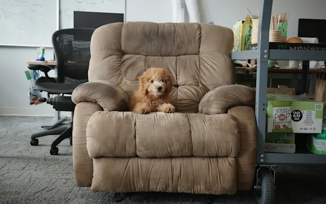 Dog Constipation: Home Relief & When to See a Vet | Petfolk