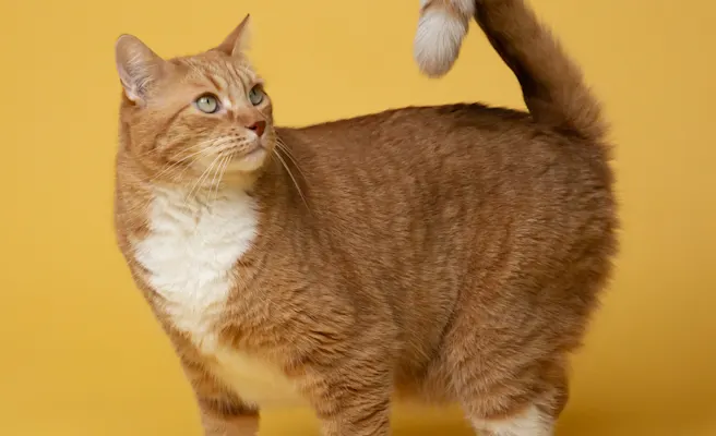 Cat Ear Infection Symptoms Every Owner Should Know