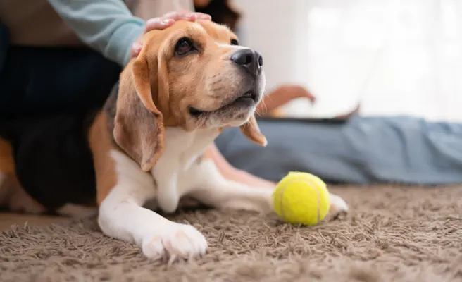 How to Adapt To An Aging Pet