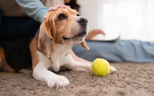 How to Adapt To An Aging Pet