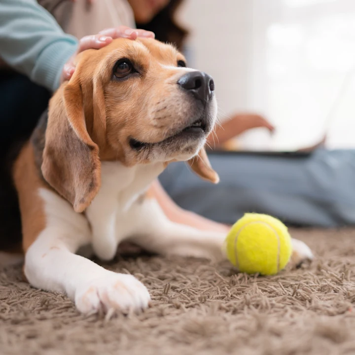 How to Adapt To An Aging Pet