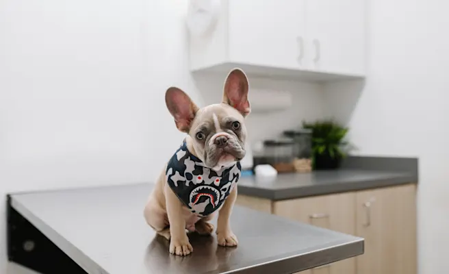 Bloody Diarrhea in Dogs | Petfolk