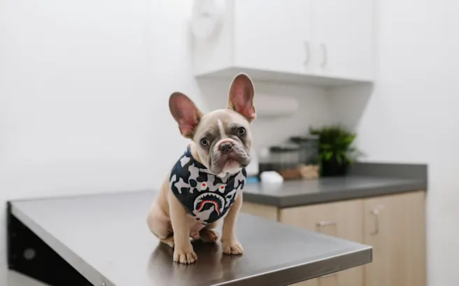 Bloody Diarrhea in Dogs | Petfolk