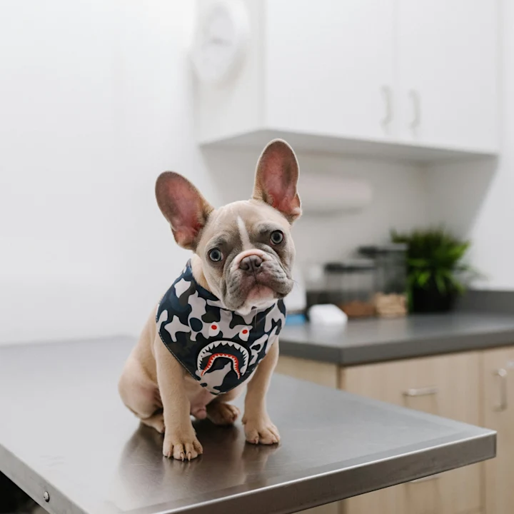 Bloody Diarrhea in Dogs | Petfolk