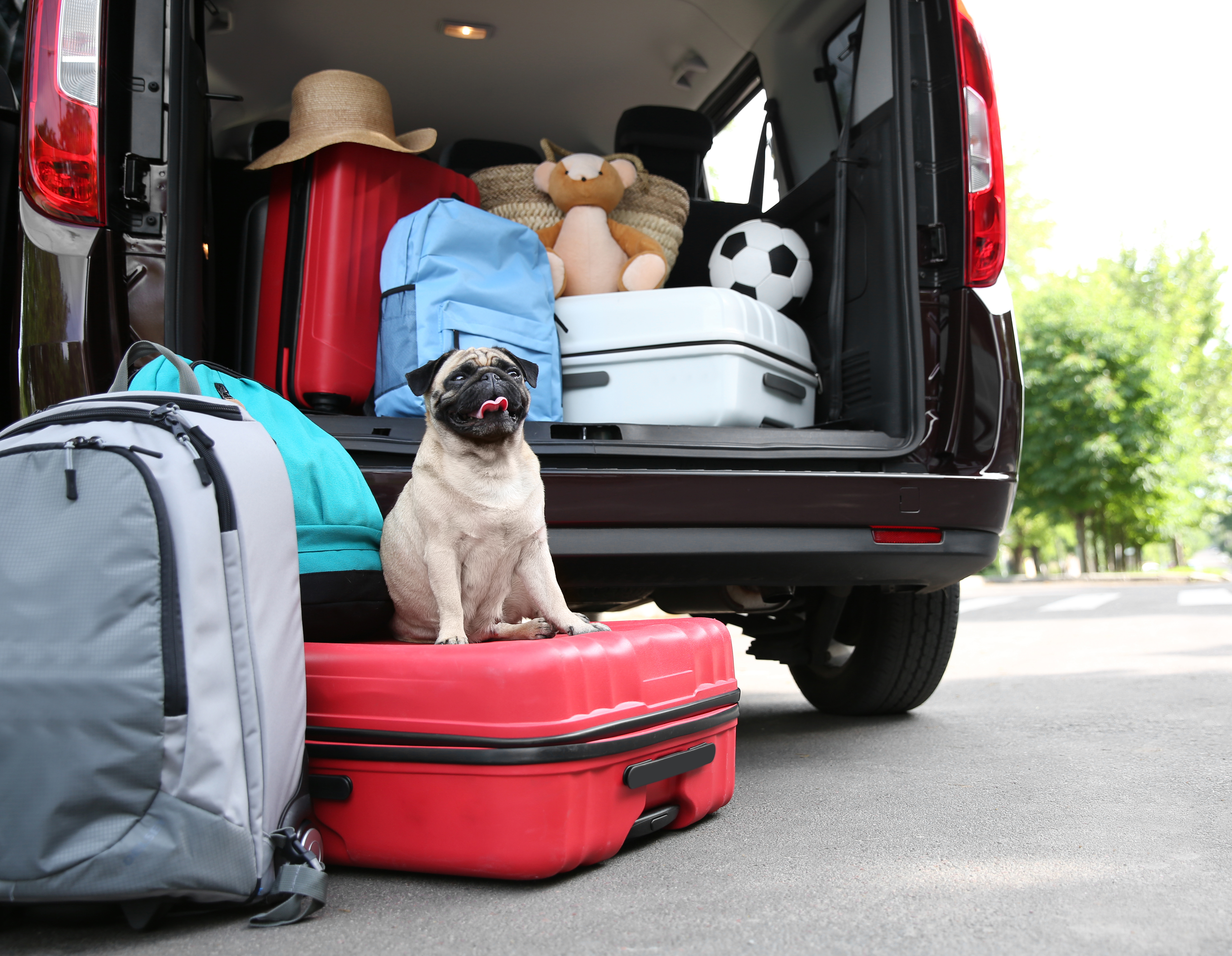 Moving with Your Dog: How to Prepare and How to Settle In
