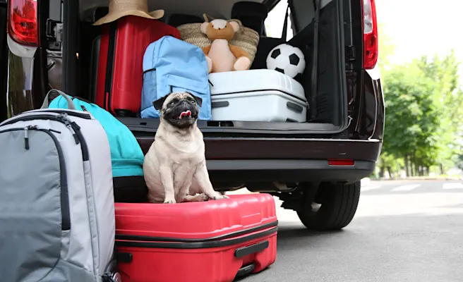 Moving with Your Dog: How to Prepare and How to Settle In