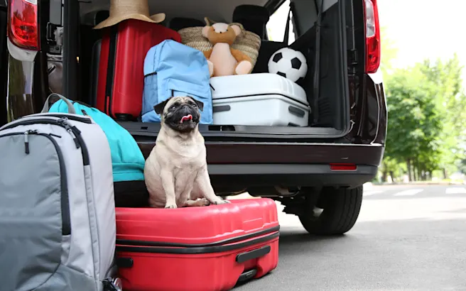 Moving with Your Dog: How to Prepare and How to Settle In