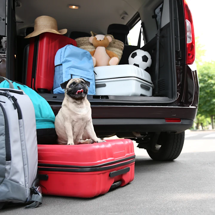 Moving with Your Dog: How to Prepare and How to Settle In