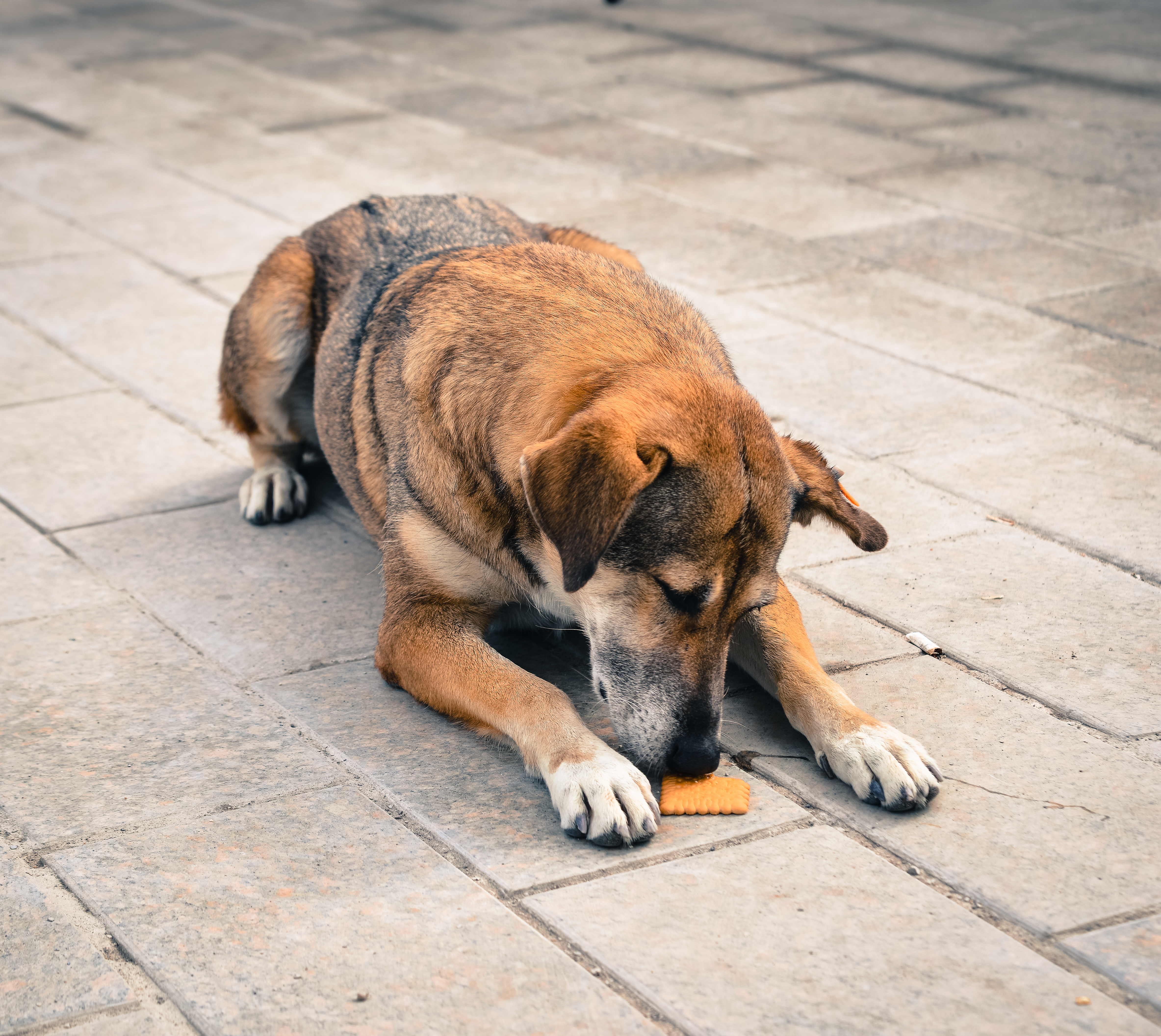 How to Train Your Dog Not to Eat Things Outside