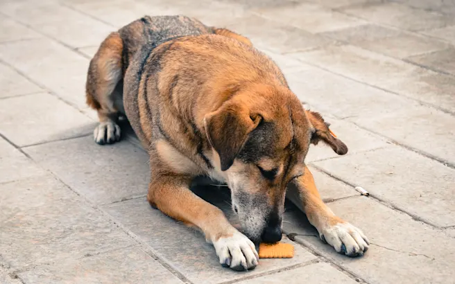 How to Train Your Dog Not to Eat Things Outside