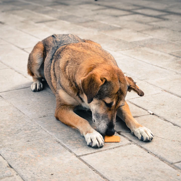 How to Train Your Dog Not to Eat Things Outside