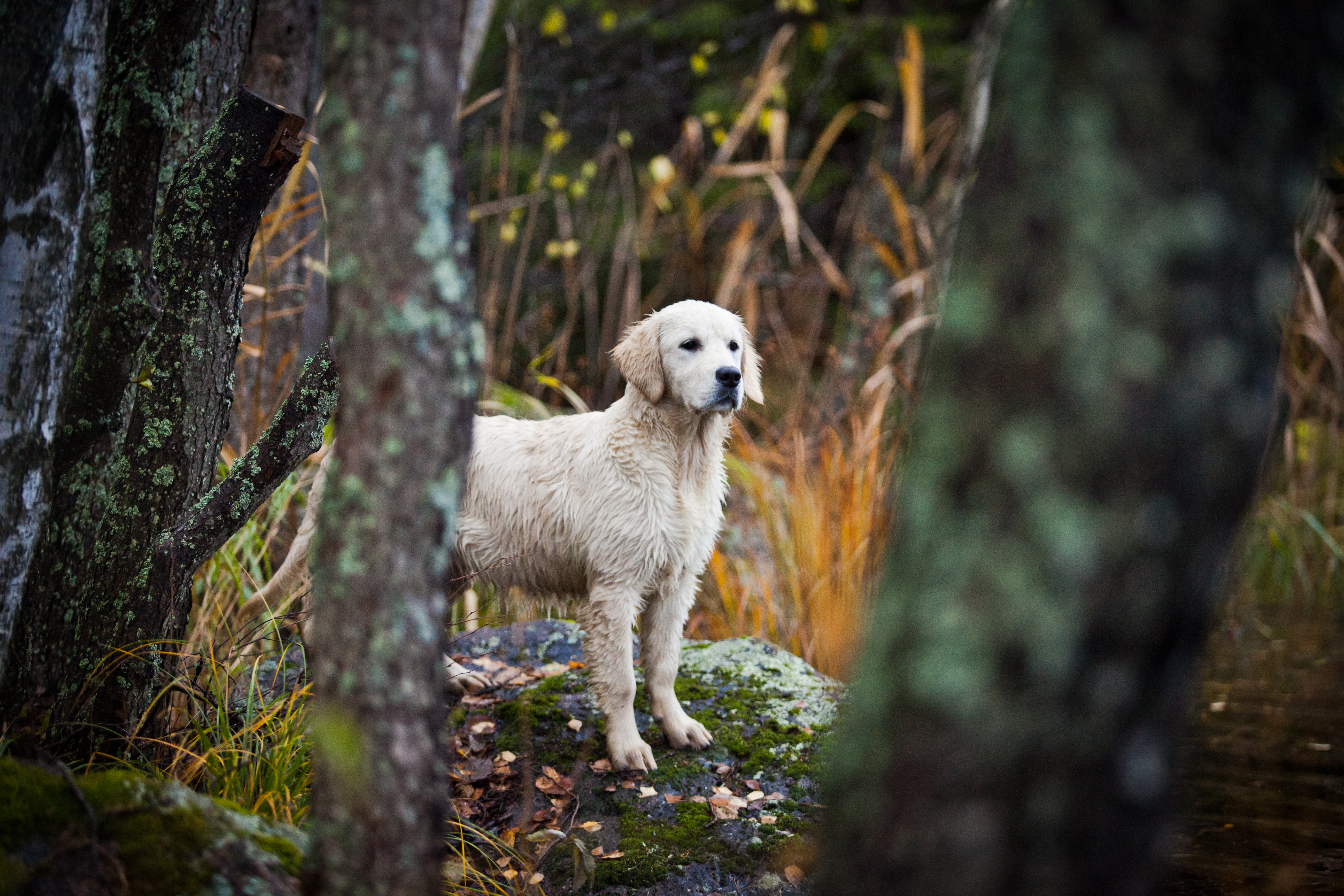 Dog-Friendly Parks, Restaurants, & Activities in Lake Mary