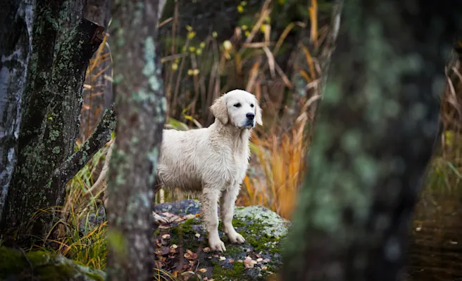 Dog-Friendly Parks, Restaurants, & Activities in Lake Mary