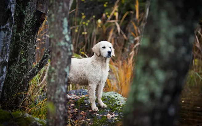 Dog-Friendly Parks, Restaurants, & Activities in Lake Mary