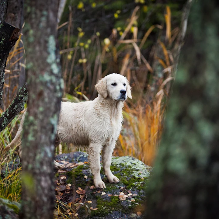 Dog-Friendly Parks, Restaurants, & Activities in Lake Mary