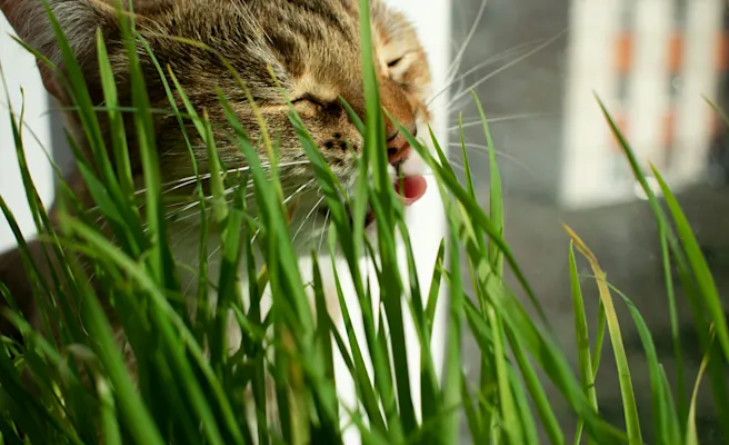 How to Handle Cat Acid Reflux | Petfolk