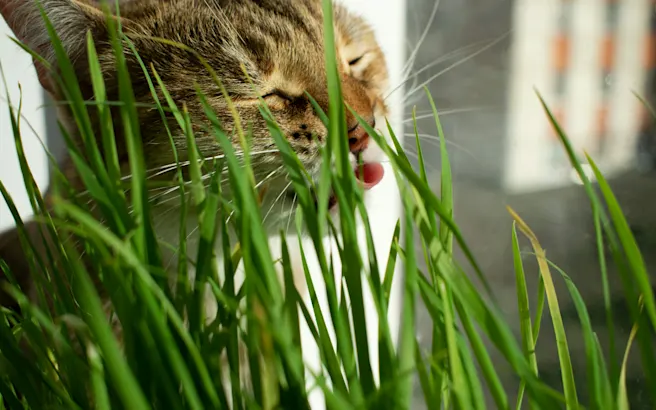 How to Handle Cat Acid Reflux | Petfolk
