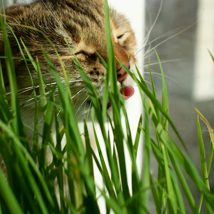 How to Handle Cat Acid Reflux | Petfolk