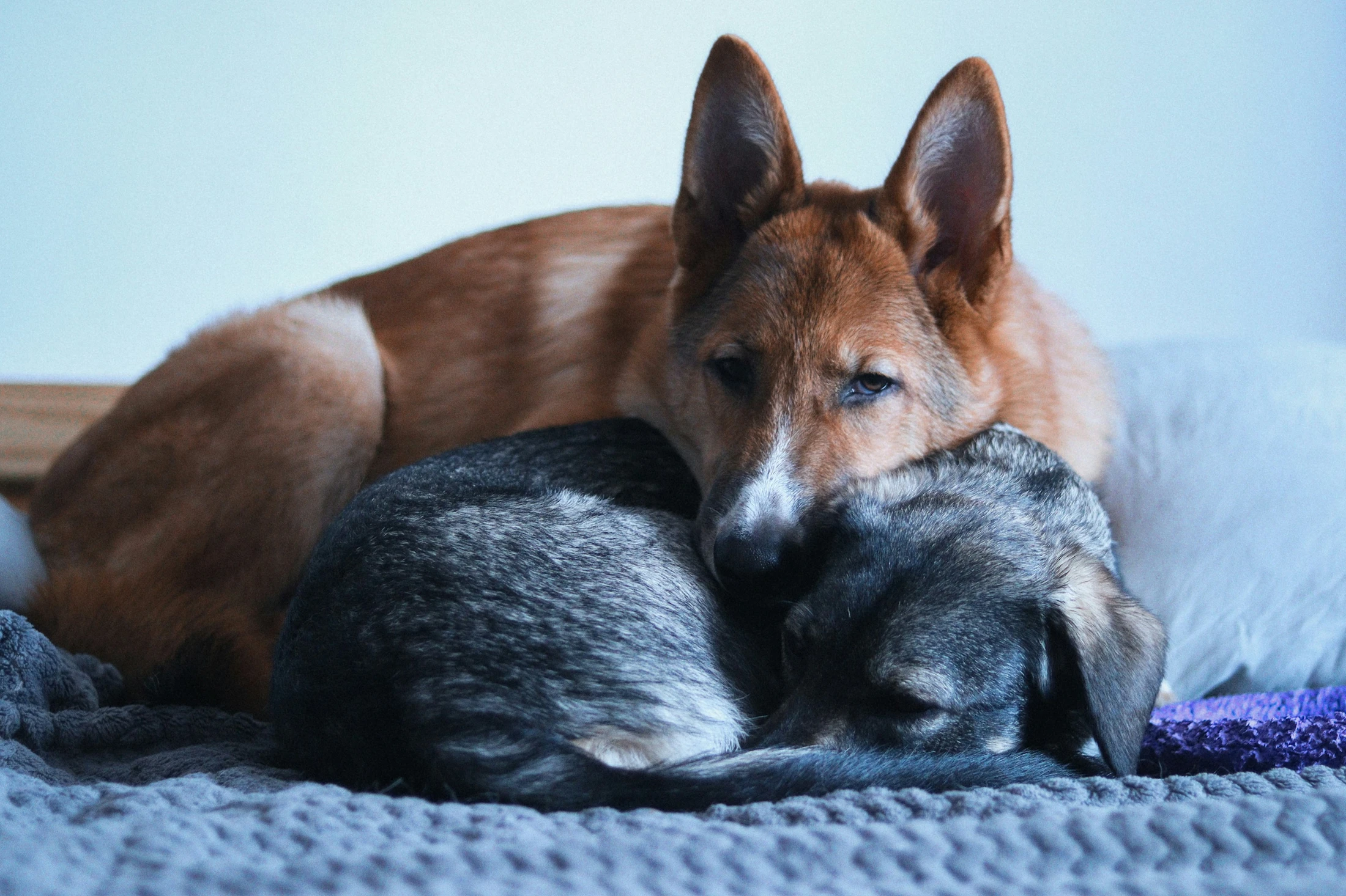 Picture of Marijuana Toxicity in Dogs and Cats | Petfolk