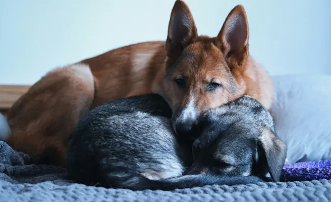 Marijuana Toxicity in Dogs and Cats