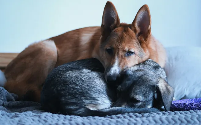 Marijuana Toxicity in Dogs and Cats