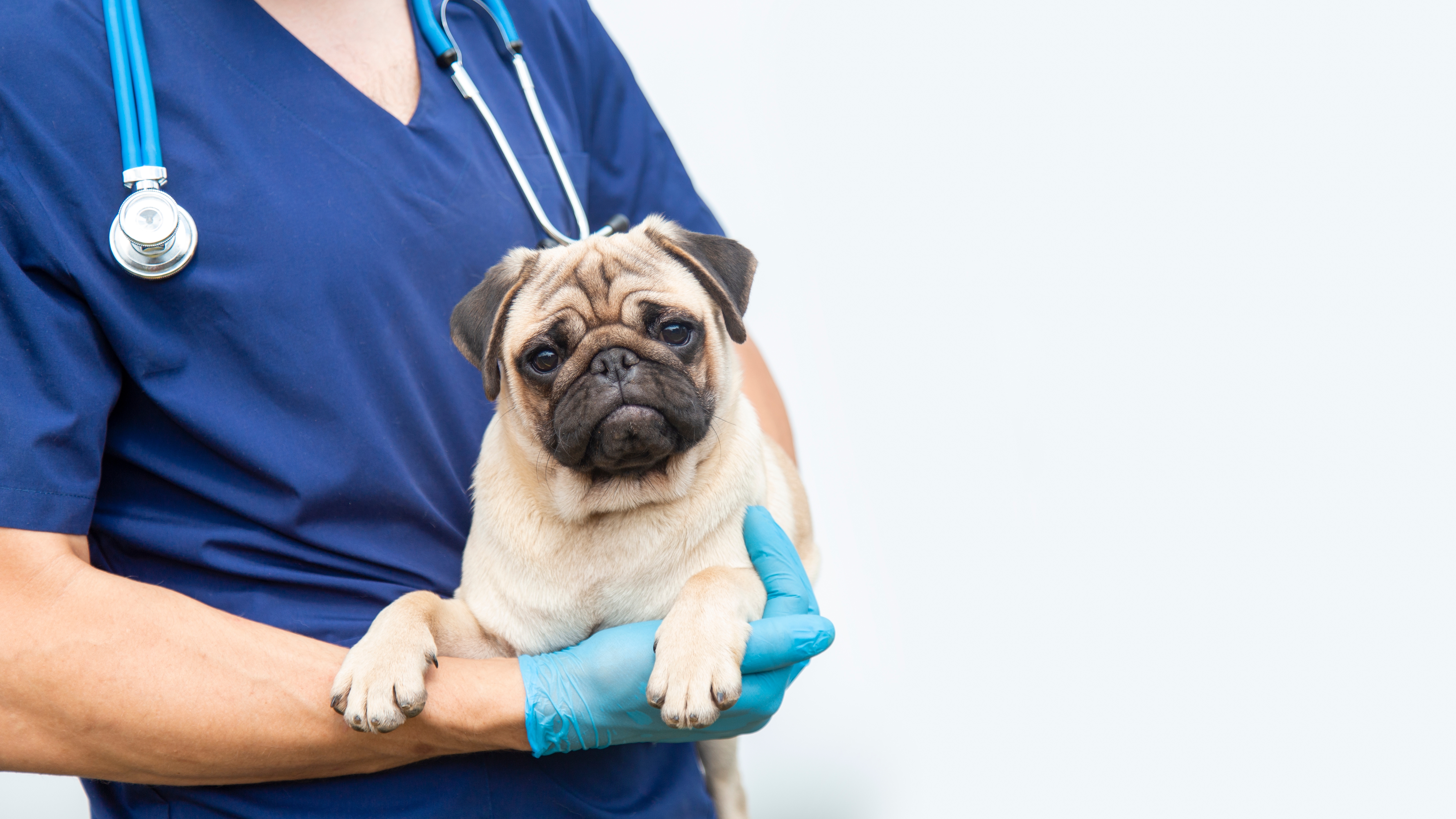 Core Vaccines for Dogs: Schedules & Costs