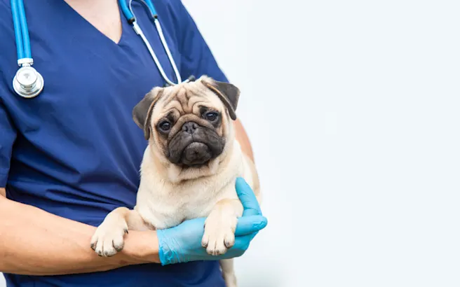 Core Vaccines for Dogs: Schedules & Costs