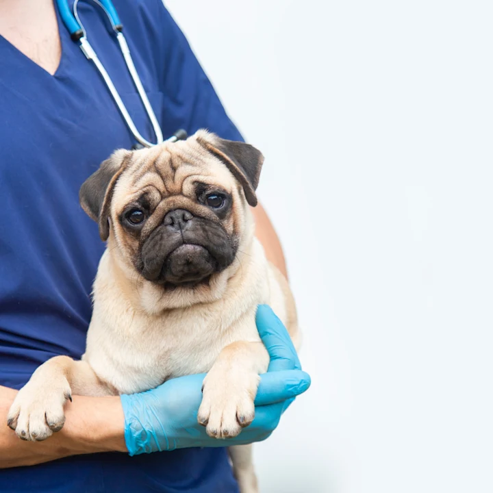 Core Vaccines for Dogs: Schedules & Costs