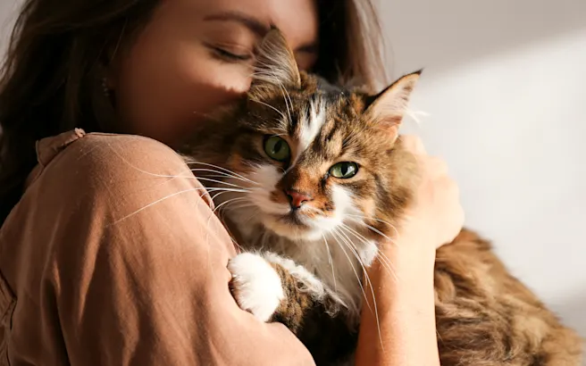 Critical Milestones of Your First 3 Months with Your New Cat