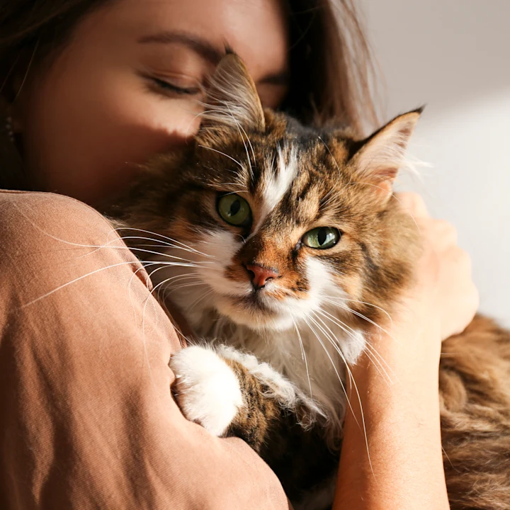 Critical Milestones of Your First 3 Months with Your New Cat